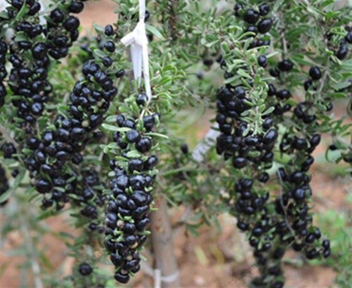 Lycium bar. Siyah Goji Gojiberry Kurt üzümü fidanı