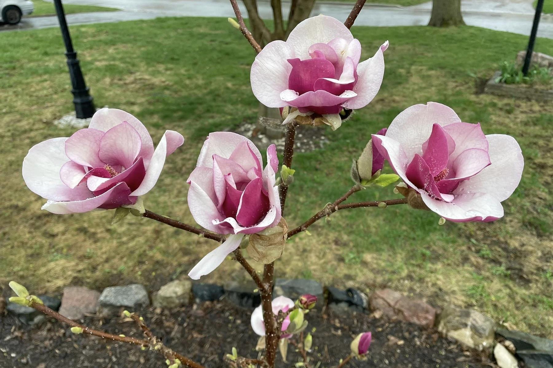 Magnolia Cameo Kış Manolya fidanı