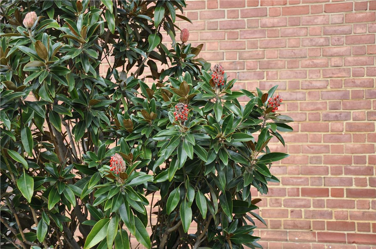 Magnolia grandiflora Alta Tam Bodur Manolya fidanı