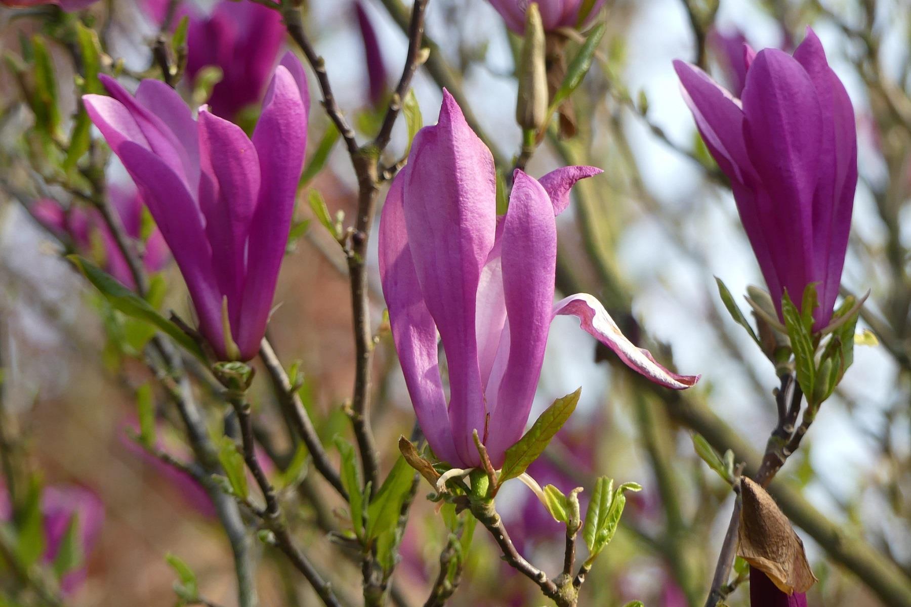 Magnolia Manolya fidanı kosar de vos Susan