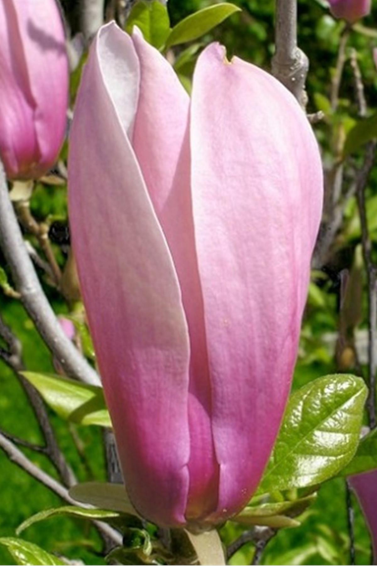 Magnolia Ricki Kış Manolya fidanı