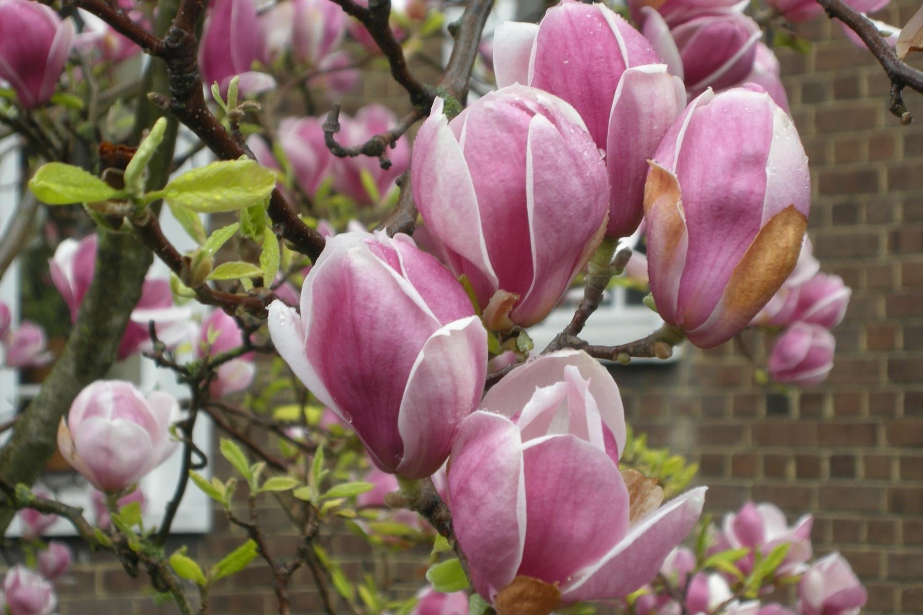 Magnolia soul. Manolya fidanı Rustica Rubra