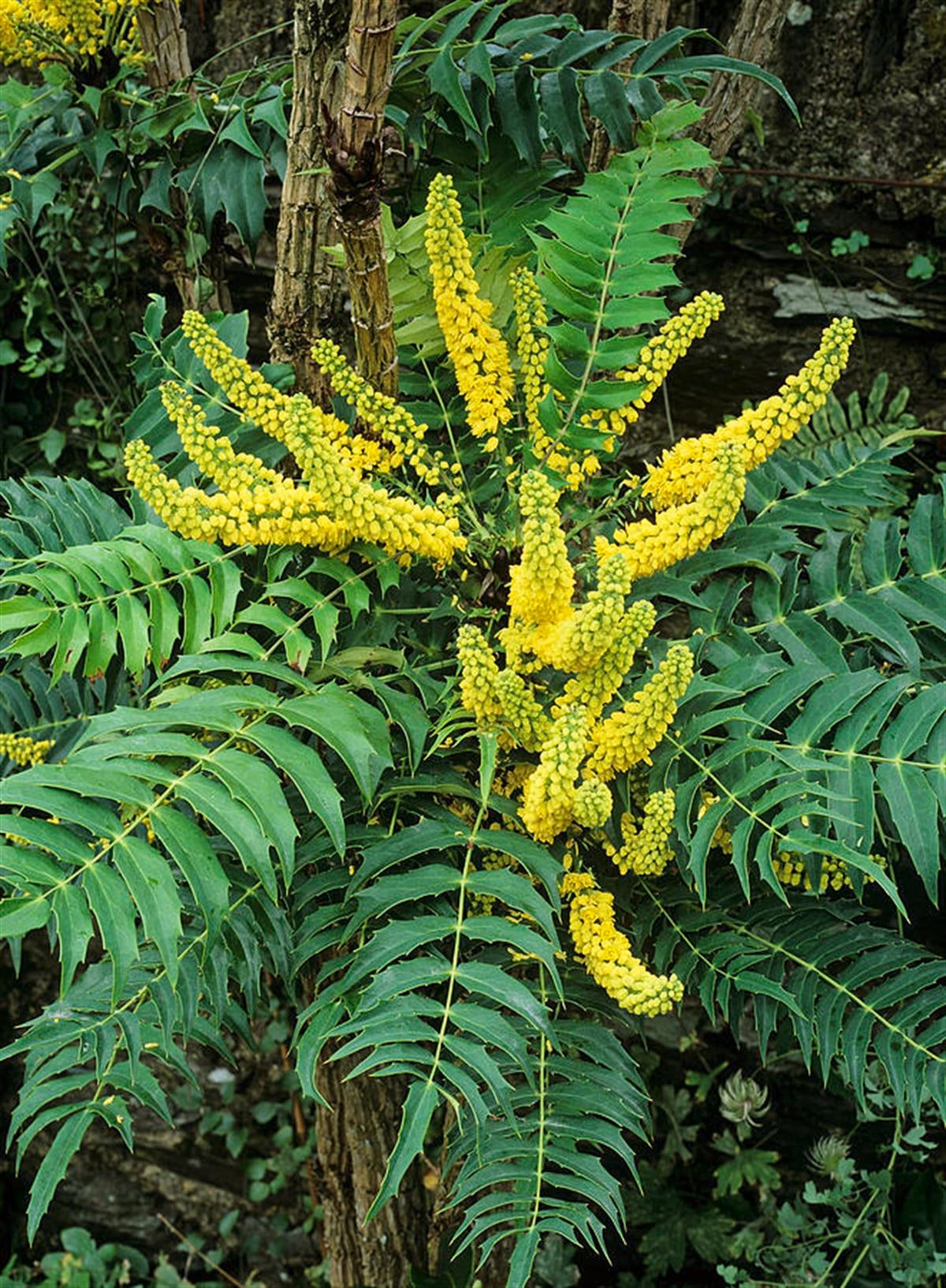 Mahonia lomariifolia Birmanya Mahonya Sarı Boya Çalısı fidanı