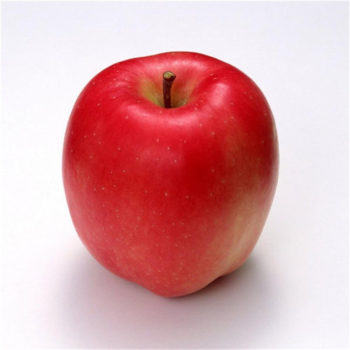 Malus domestica Amasya Elma fidanı