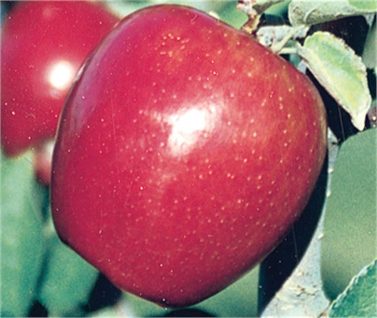 Malus domestica Braeburn Elma fidanı