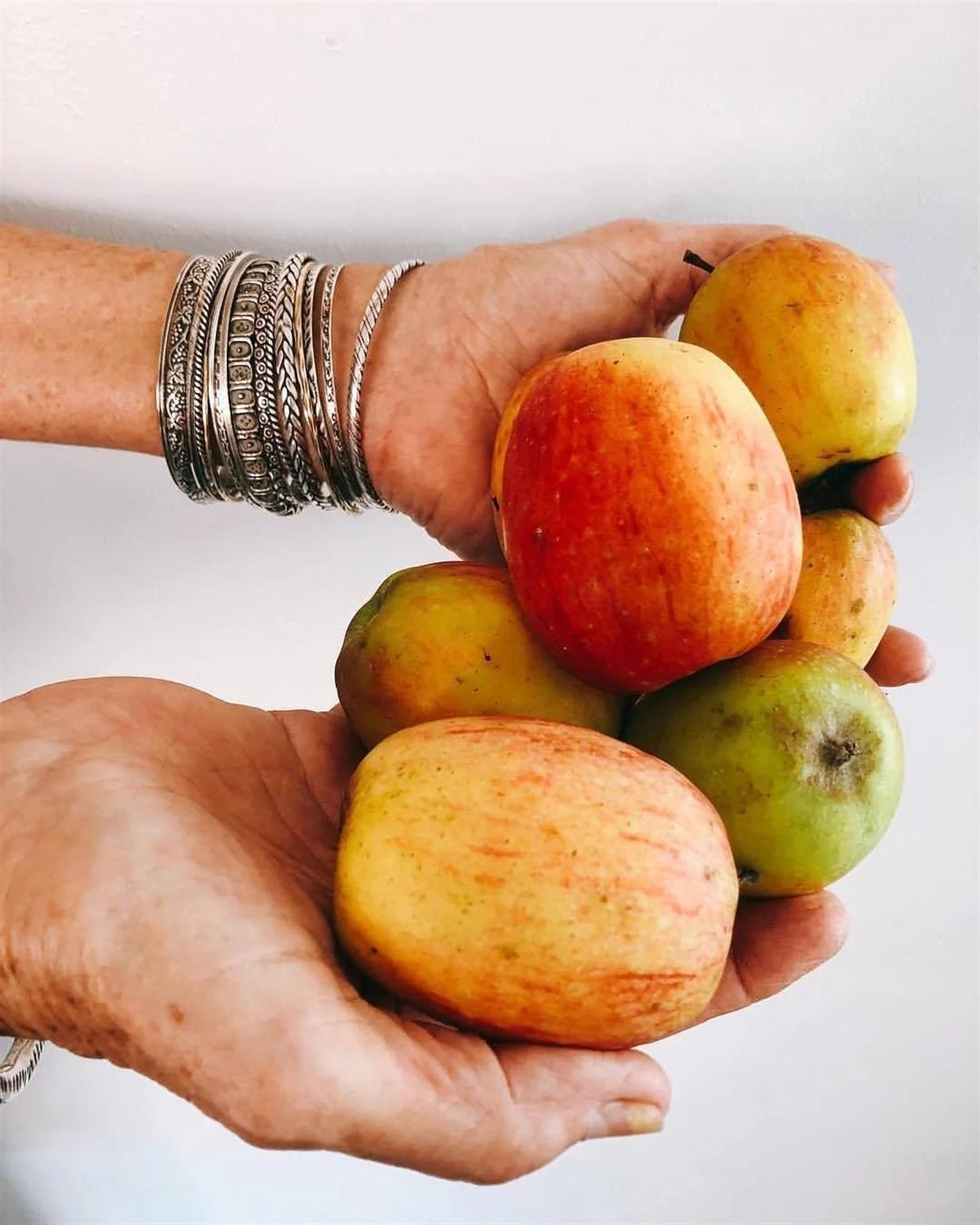 Malus domestica Ferik Elma fidanı