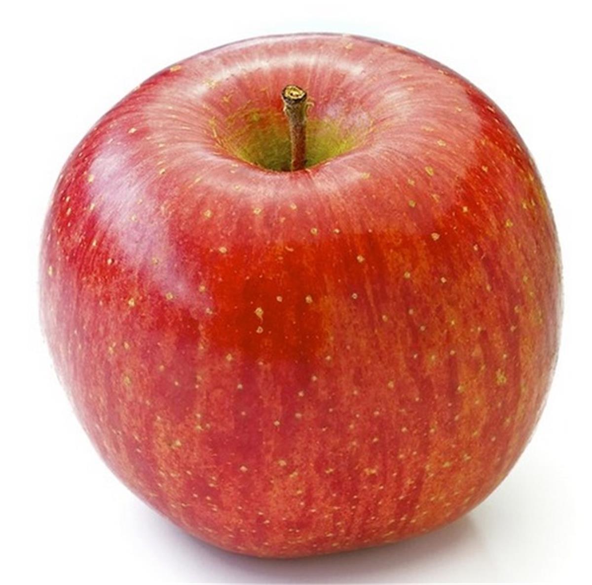 Malus domestica Fuji Elma fidanı