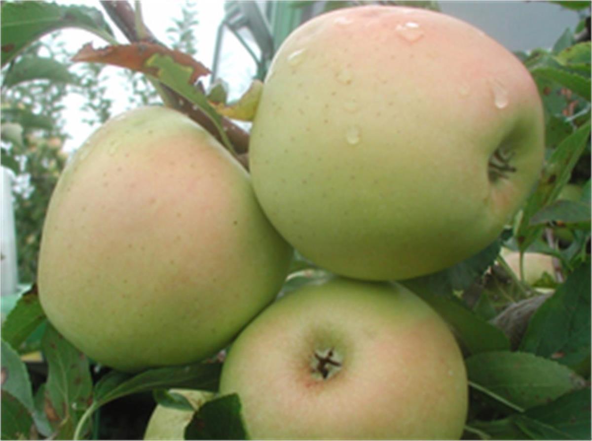 Malus domestica Golden reinders Elma fidanı