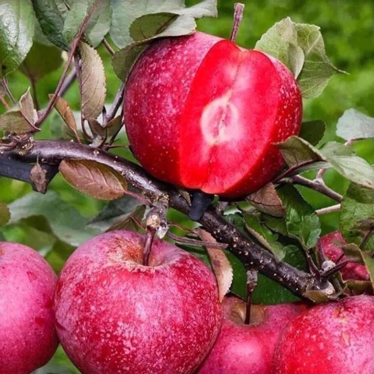Malus domestica İçi Dışı Kırmızı Elma fidanı