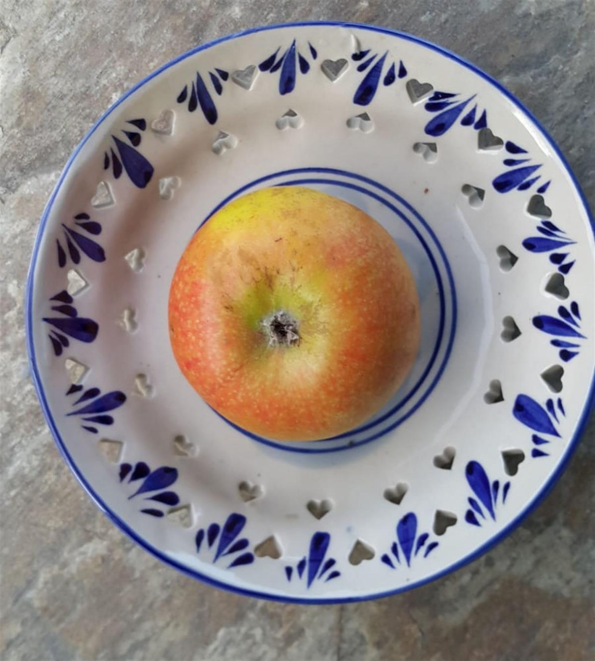 Malus domestica Mektep Elma fidanı