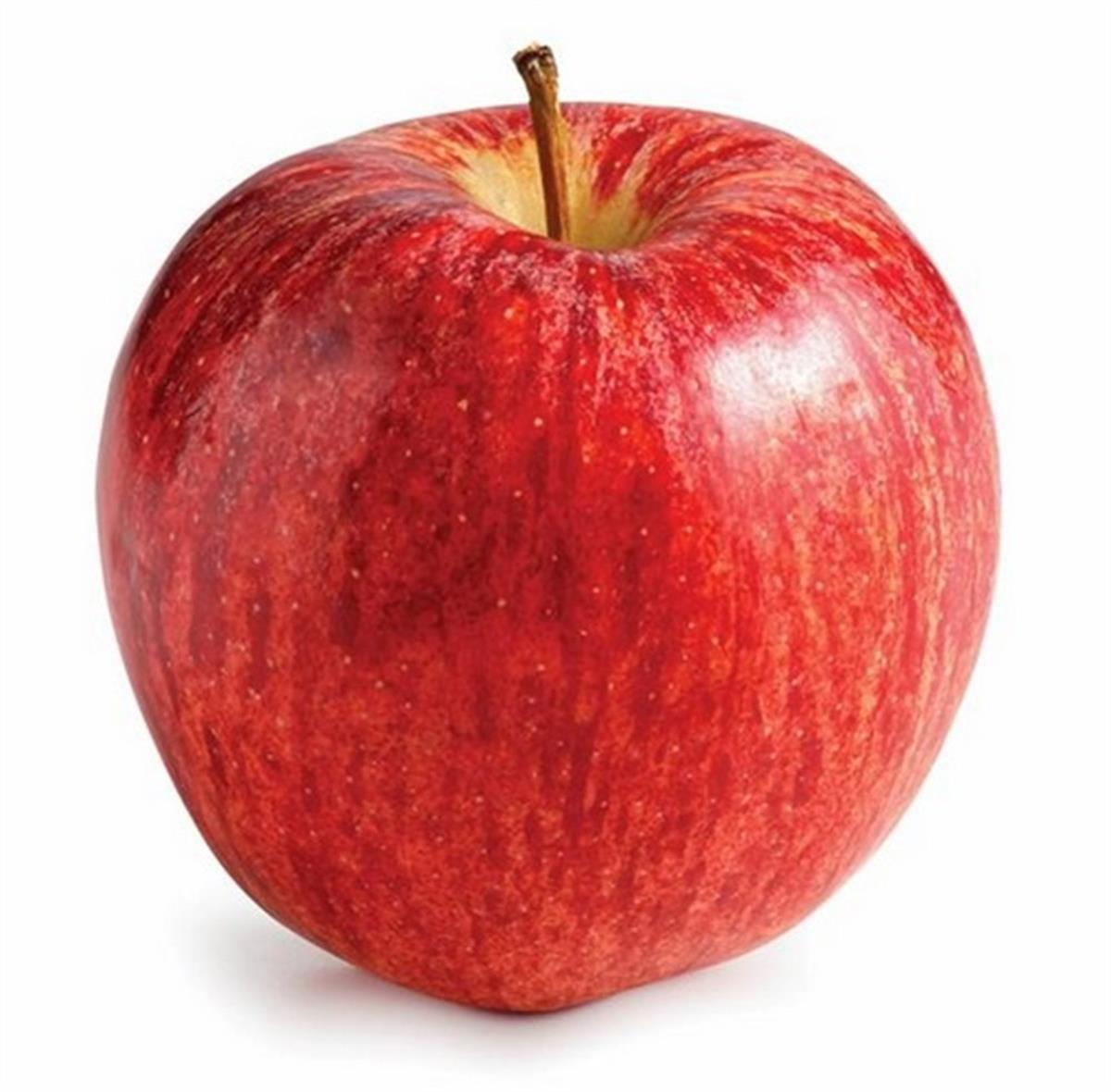Malus domestica Mondial Gala Elma fidanı