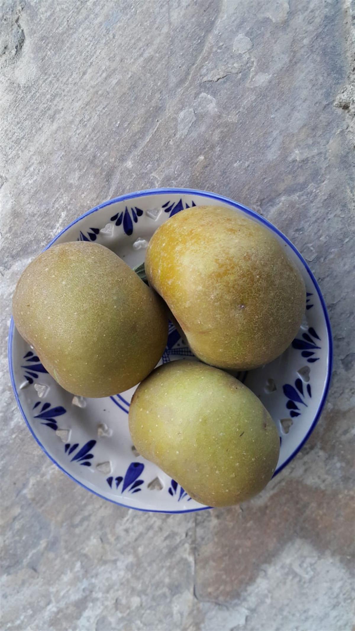 Malus domestica Paslı Elma fidanı