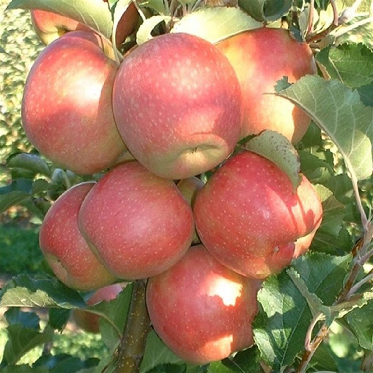 Malus domestica Rose Glow Elma fidanı