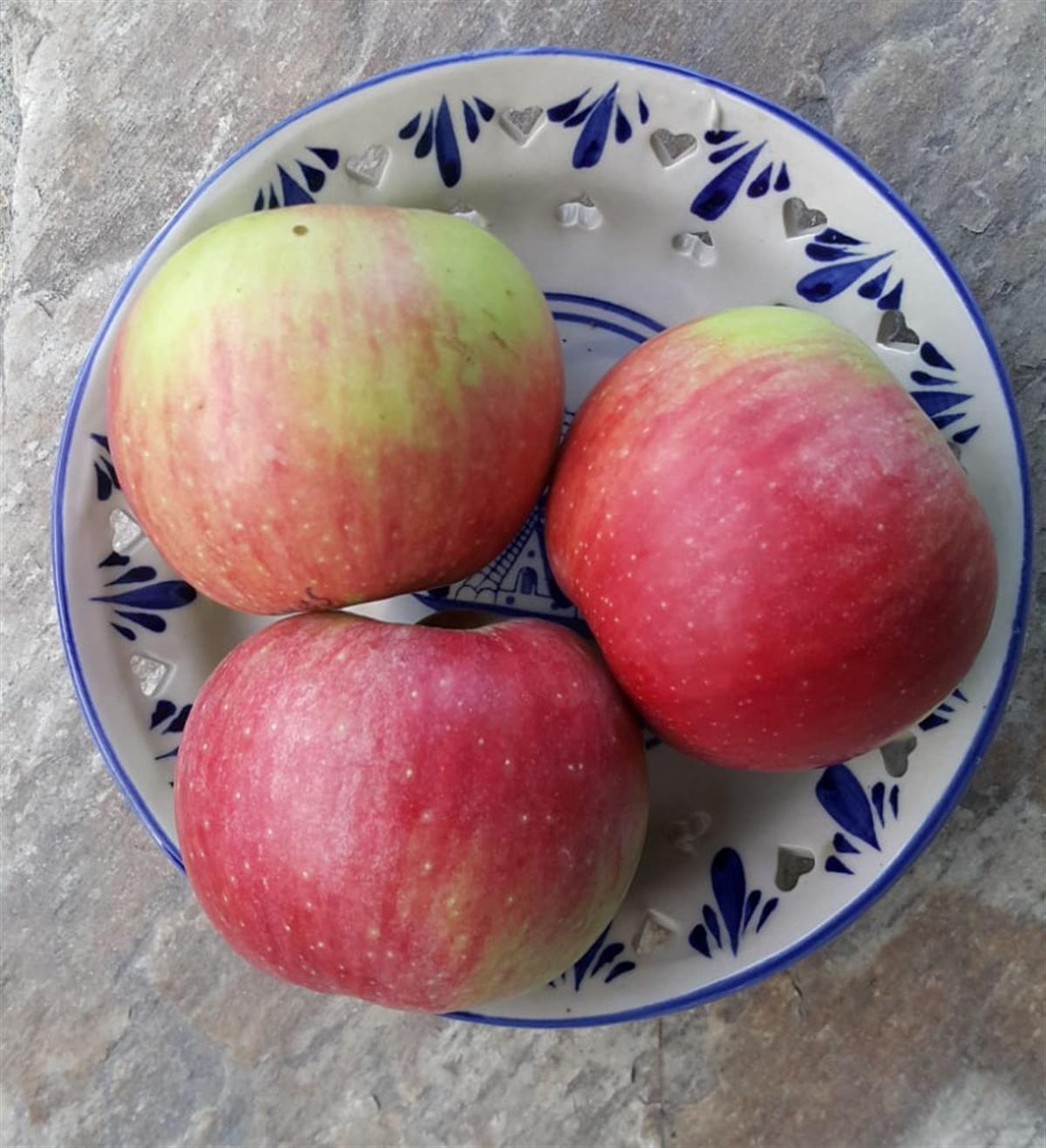 Malus domestica Sandık Elma fidanı