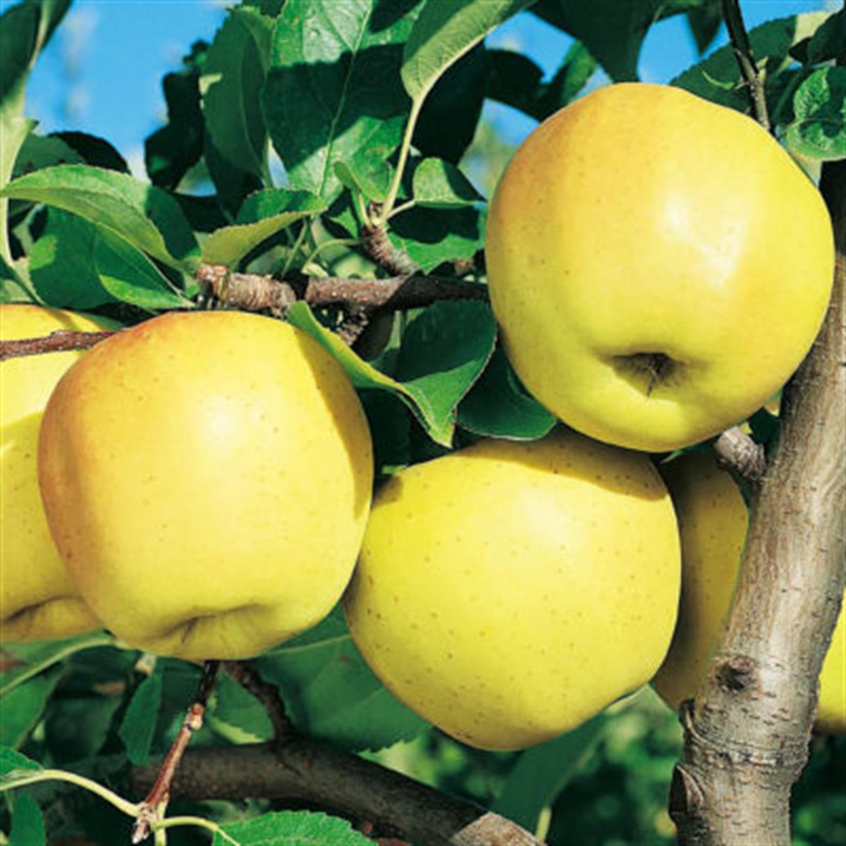 Malus domestica Sarı İngiliz Misket Elma fidanı