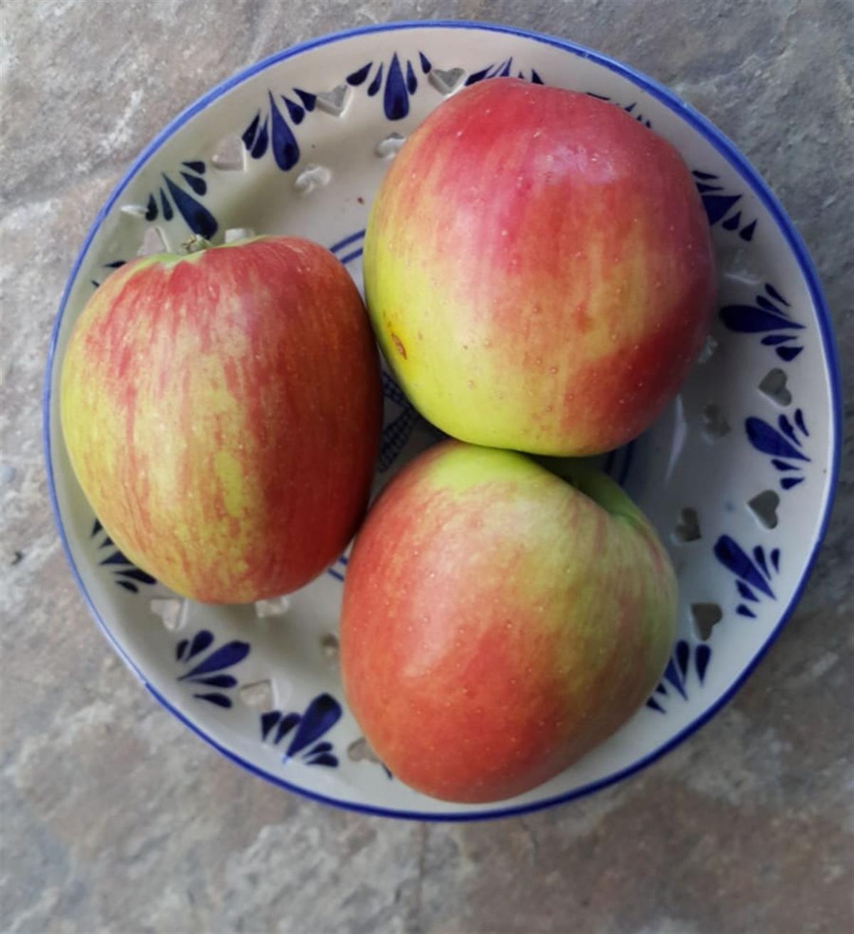 Malus domestica Tavşanbaşı Elma fidanı