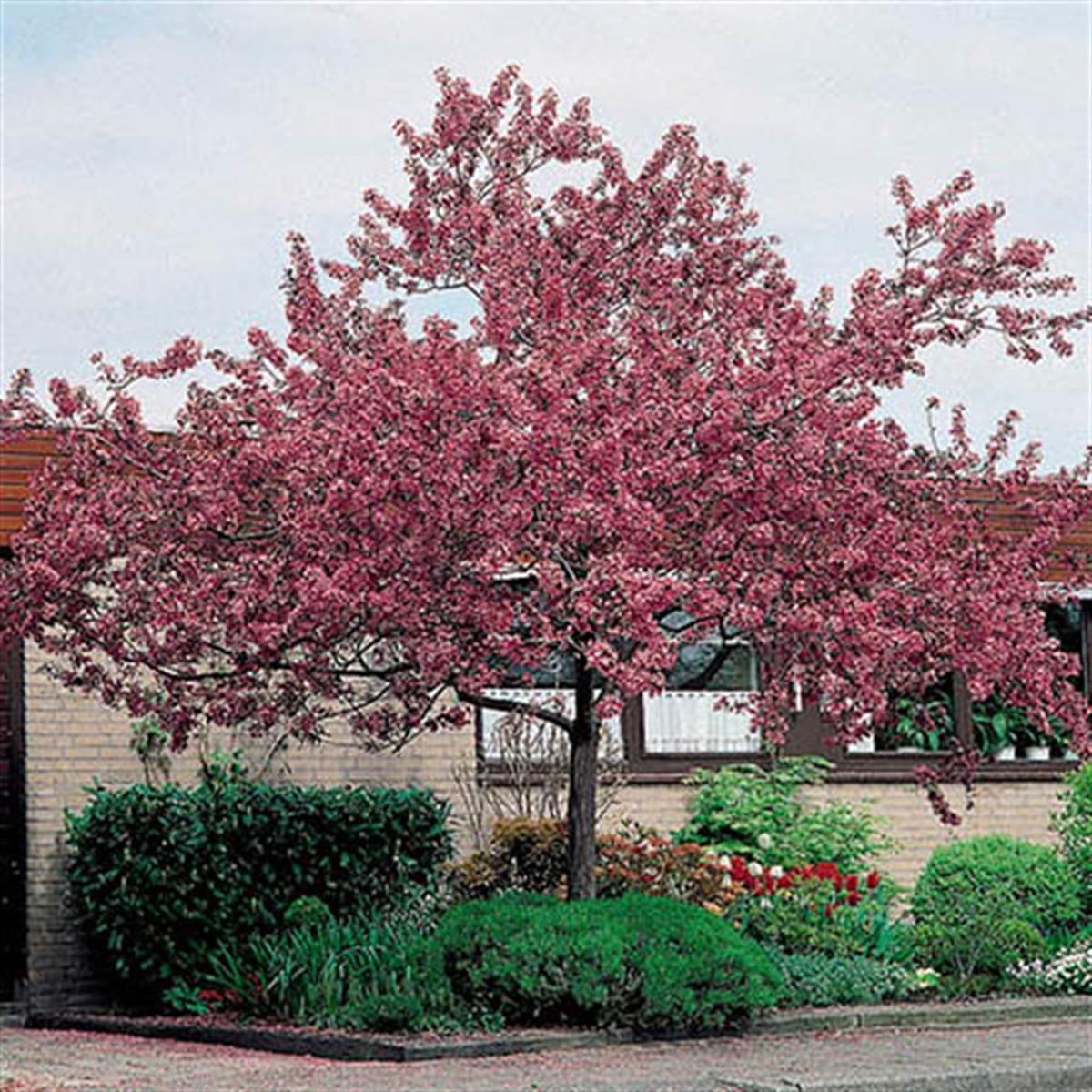 Malus floribunda Süs elması fidanı