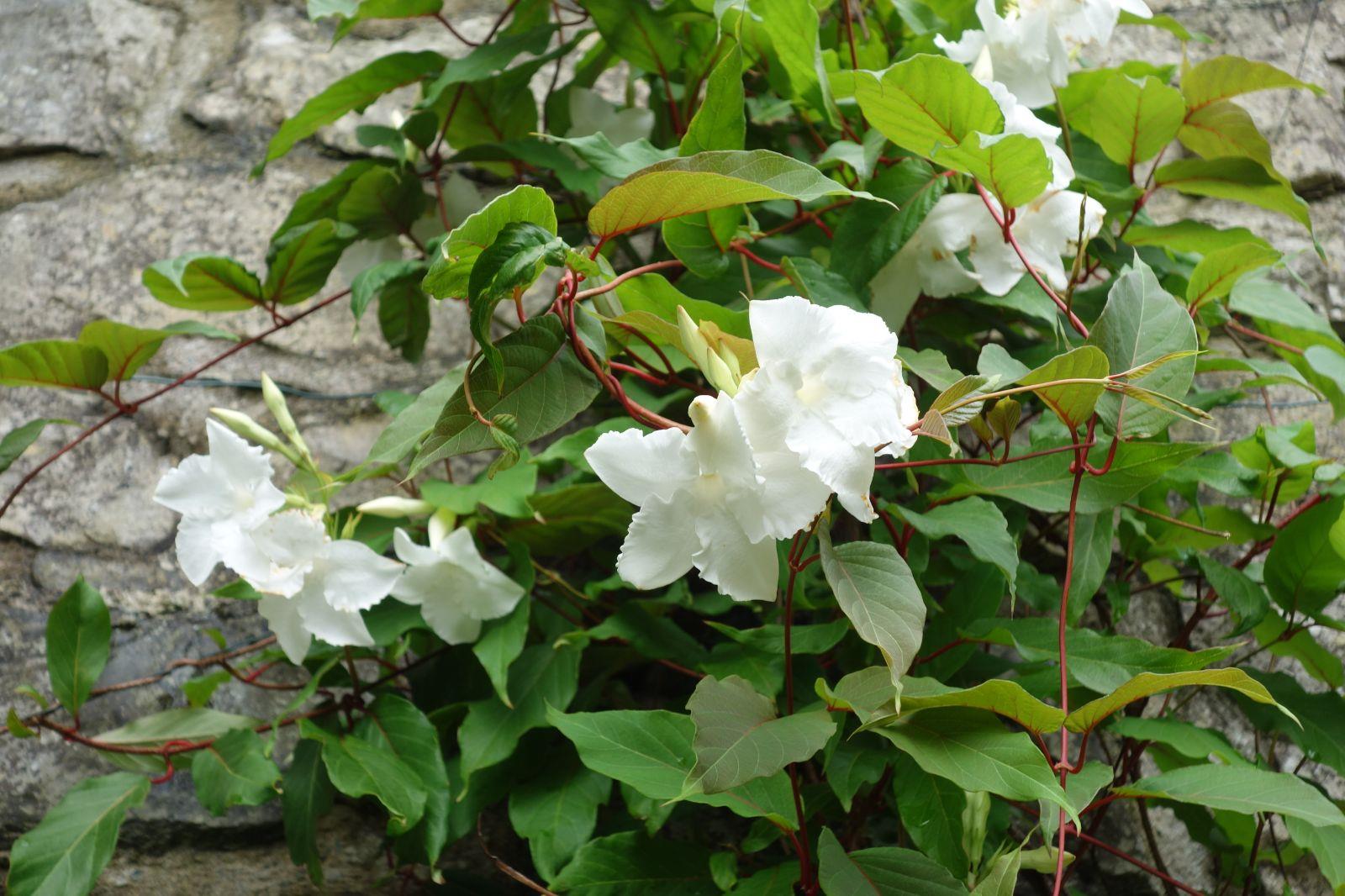 Mandevilla suaveolens Mandevilla Fidanı