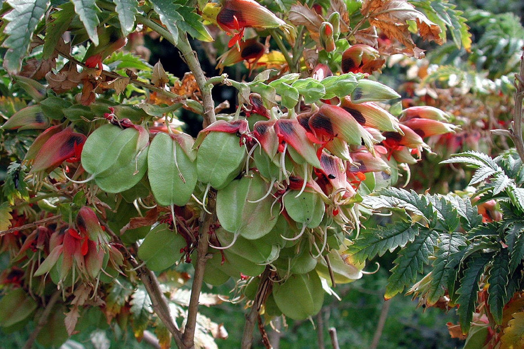 Melianthus comosus Bal Çiçeği  Bal Çalısı
