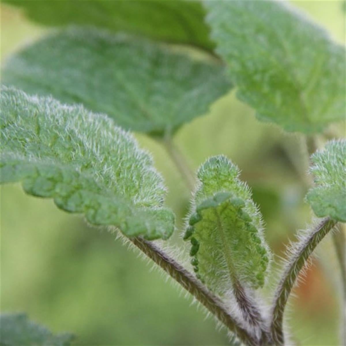 Melissa off. Alt. Girit melisa Mandalin melissa Roman melisası fidesi