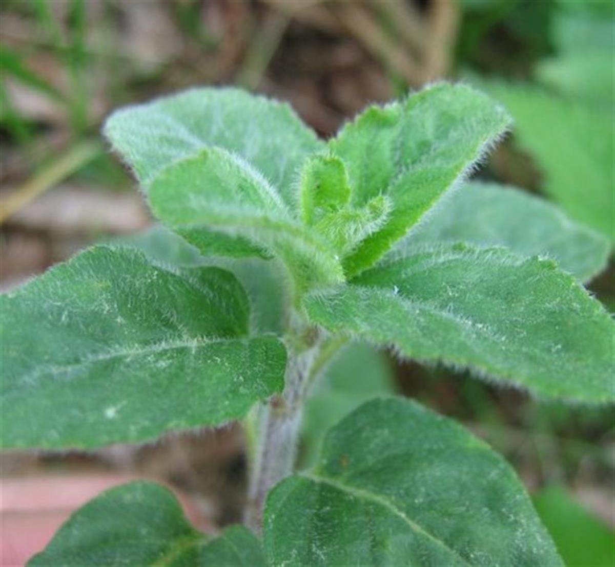 Mentha aquatica Su nanesi fidesi
