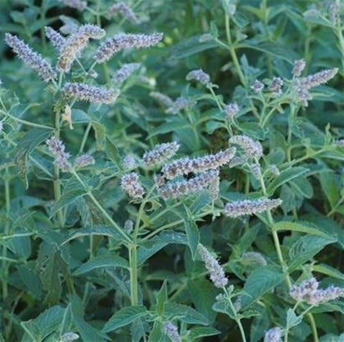 Mentha longifolia yabani nane yarpuz fidesi