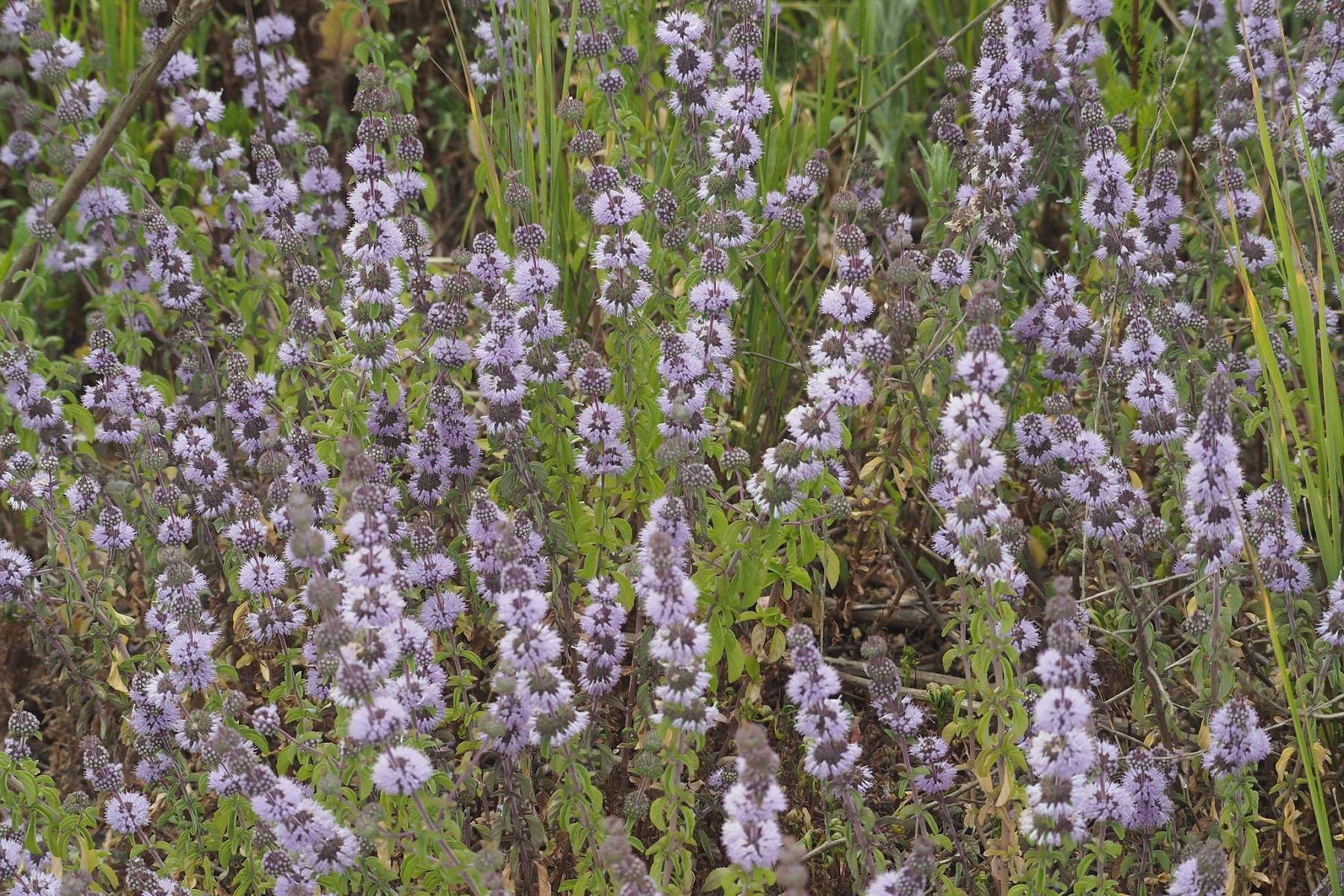 Mentha pulegium Kır Nanesi Yarpuz Fidesi