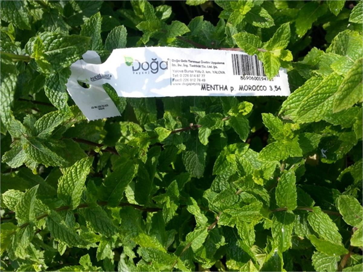 Mentha spicata Morocco Fas nane fidesi