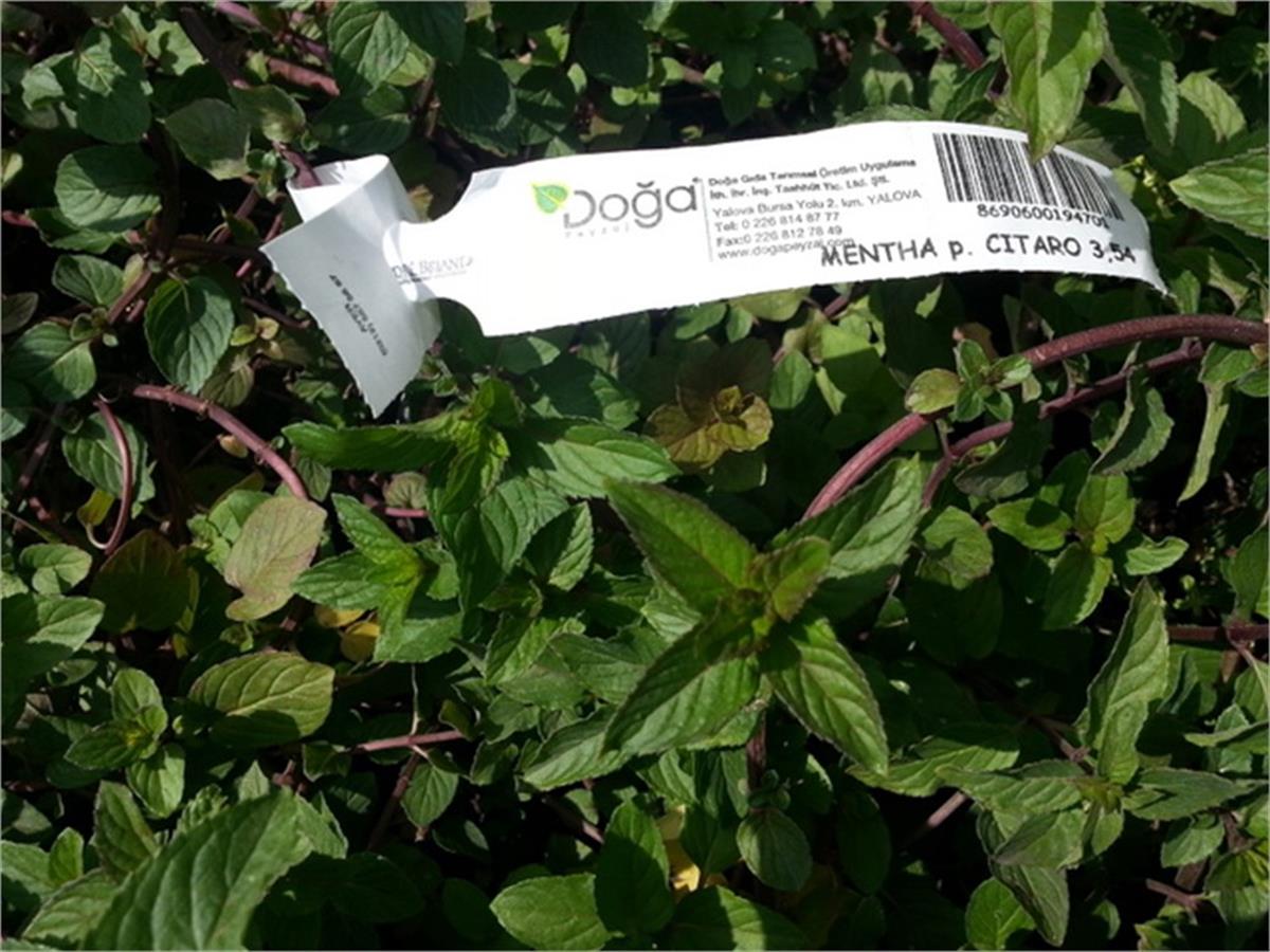 Mentha x Piperita Citaro Limon nane fidesi