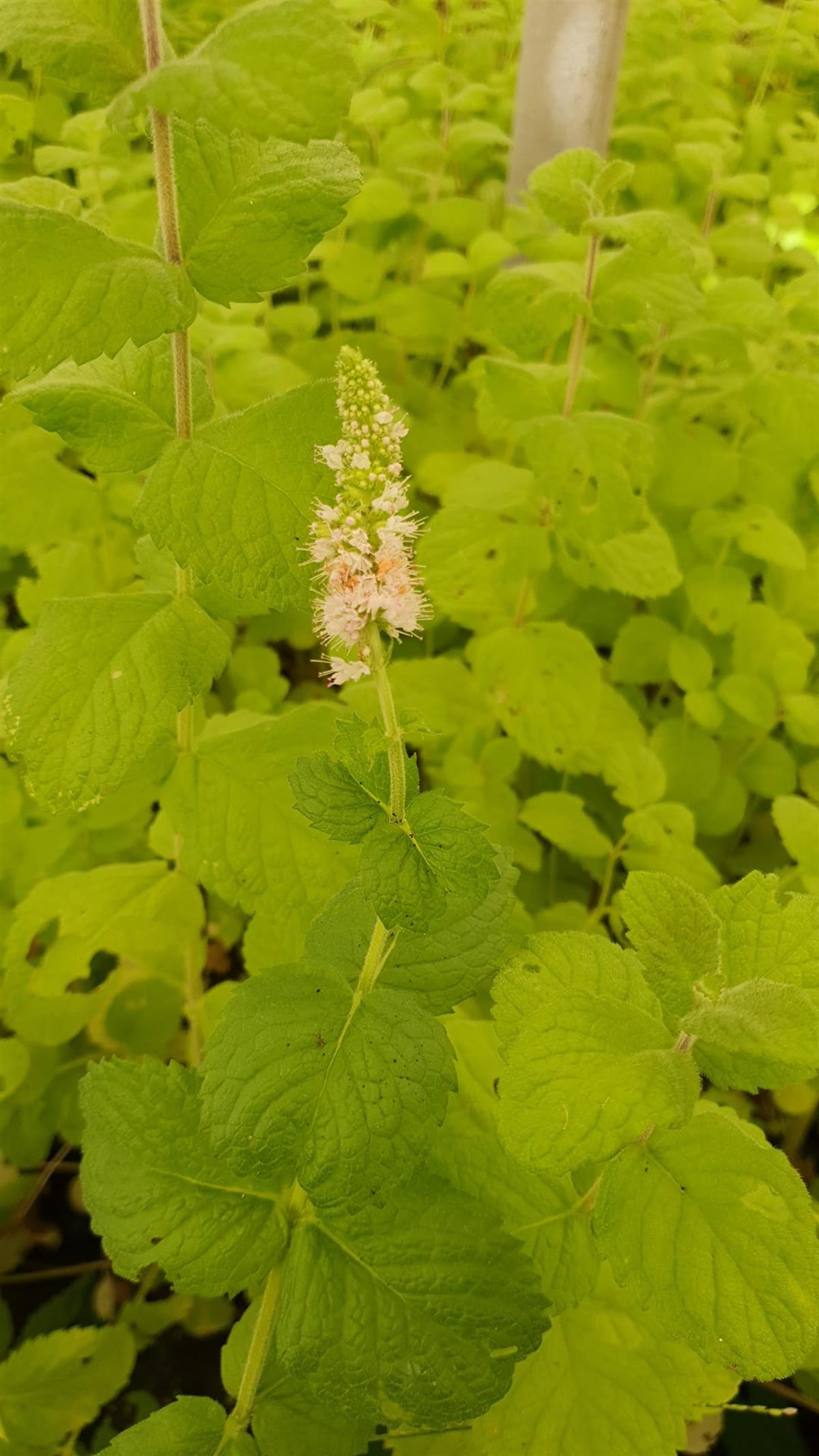 Mentha x piperita Elma Kokulu Nane fidesi