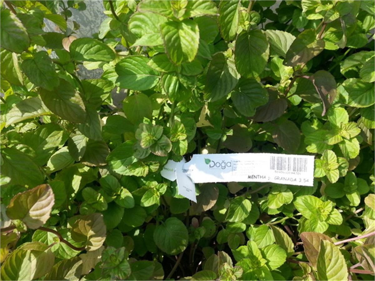 Mentha x Piperita Granada Portakal nane fidesi