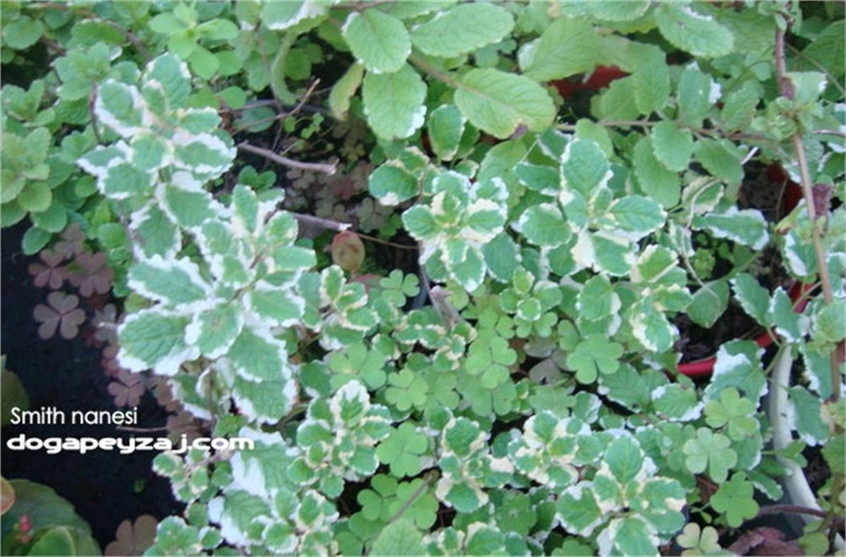 Mentha x smithiana Smith nanesi fidesi