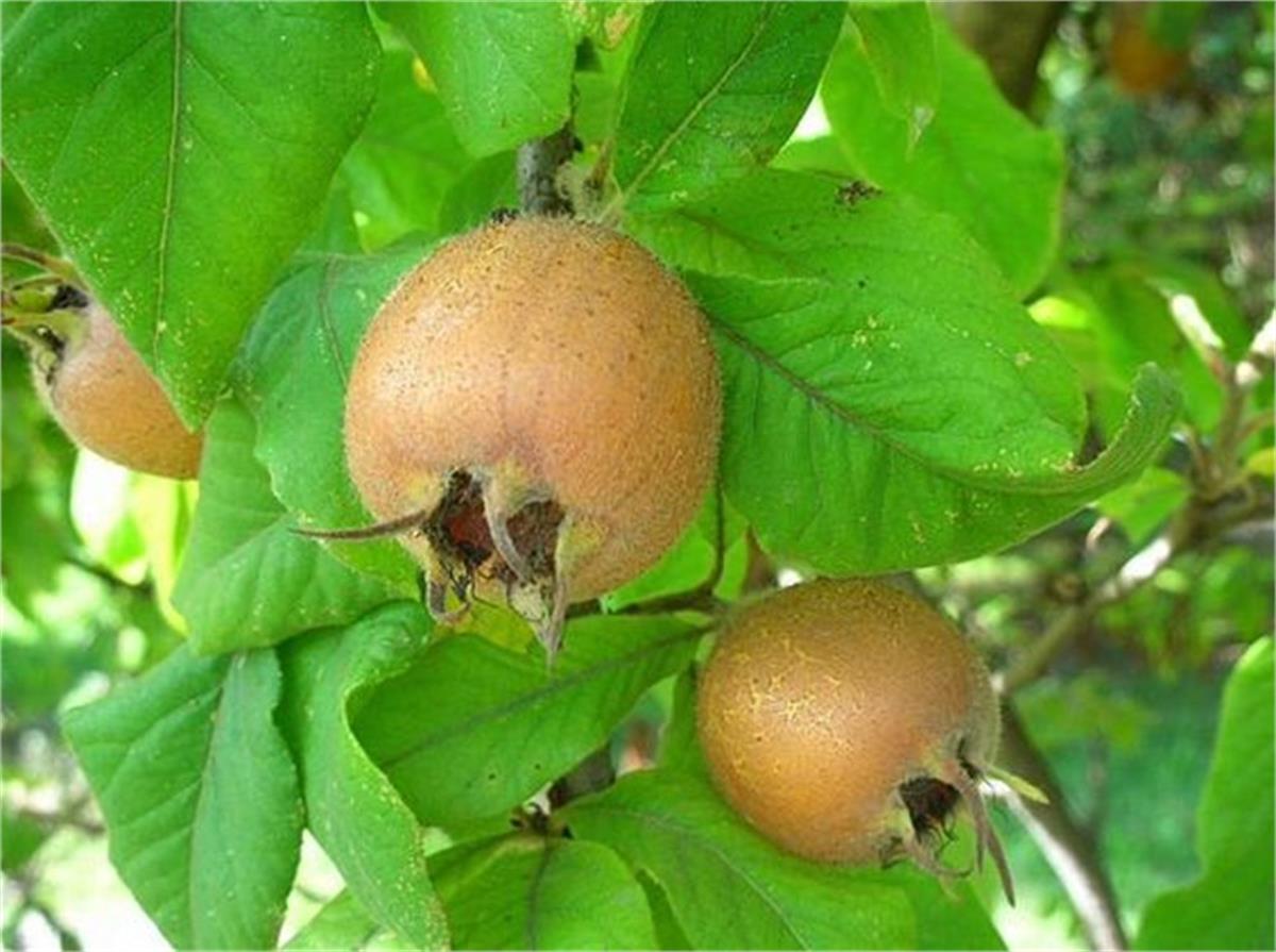 Mespilus germanica Muşmula Döngel fidanı