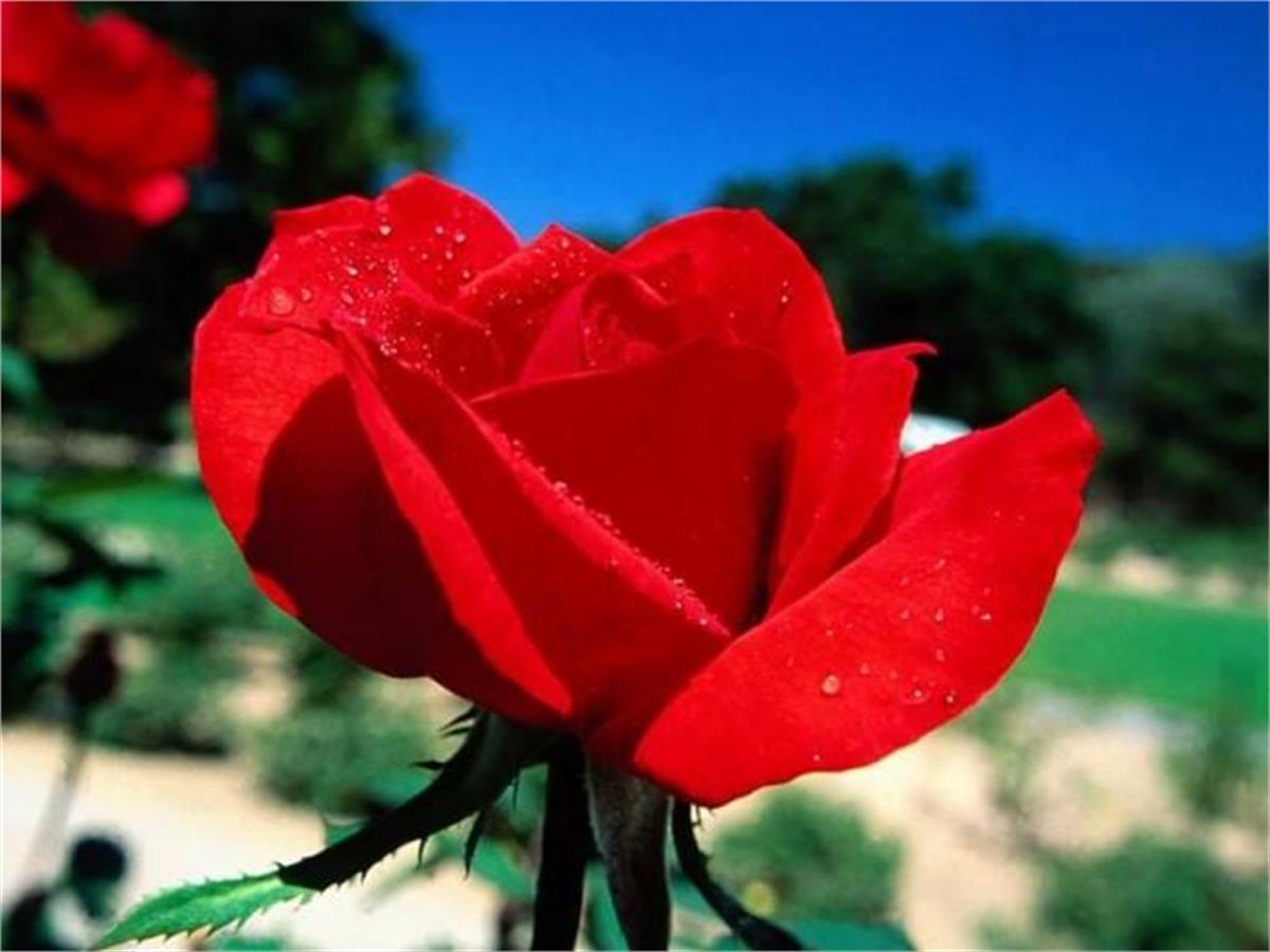 Minyatür Kırmızı Gül fidanı