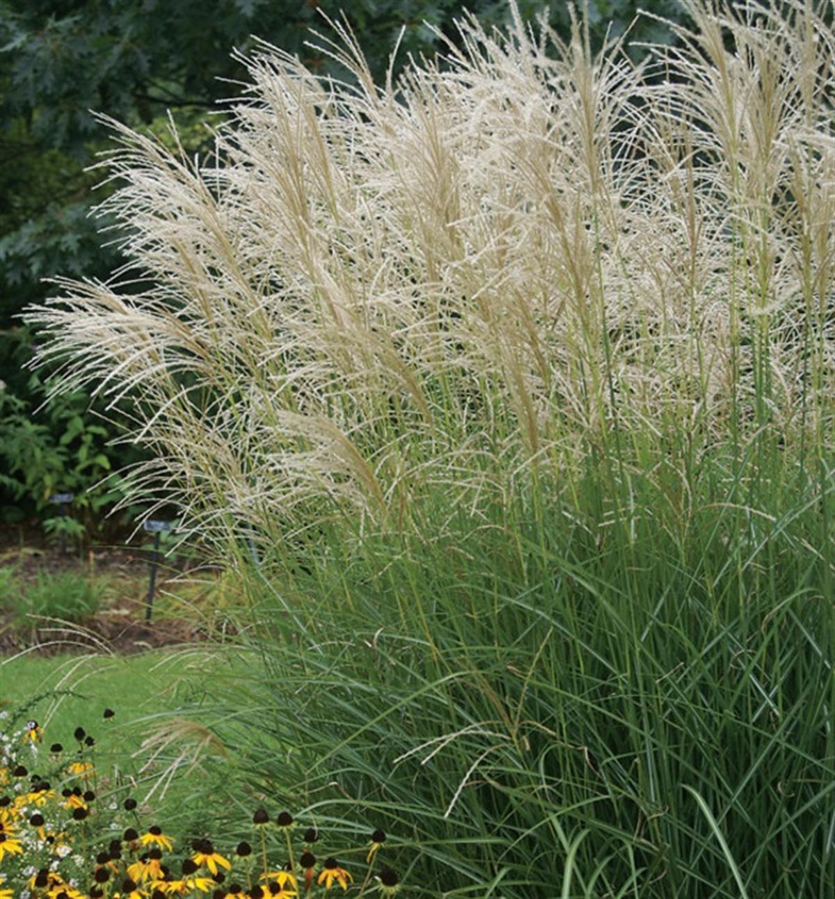 Miscanthus sin. Graziella Çin Kılıçotu fidesi