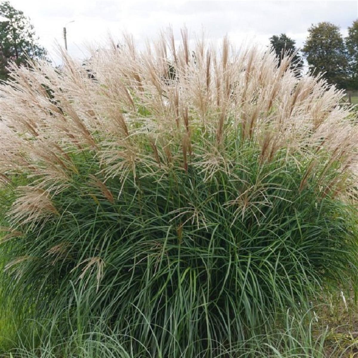 Miscanthus sin. Herman Mussel Çin Kılıçotu fidesi