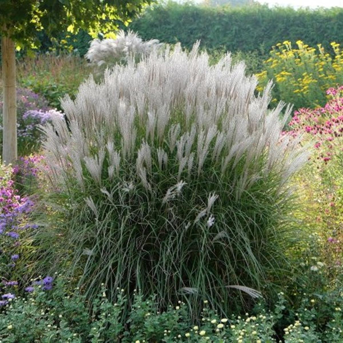 Miscanthus sin. Kleine Silbersp. Çin Kılıçotu fidesi