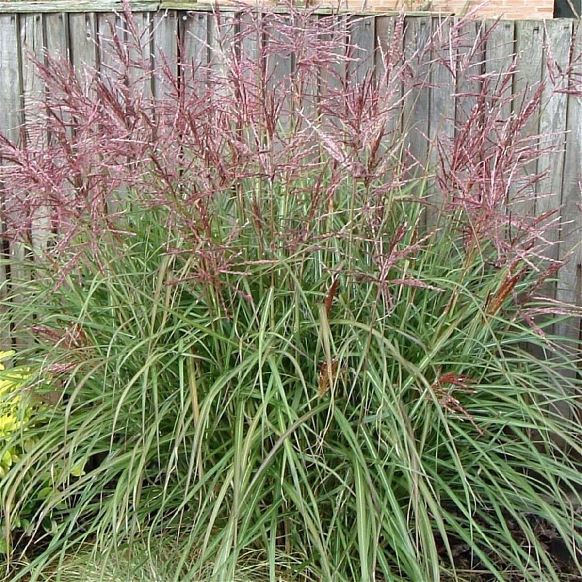 Miscanthus sin. Nippon Çin Kılıçotu fidesi