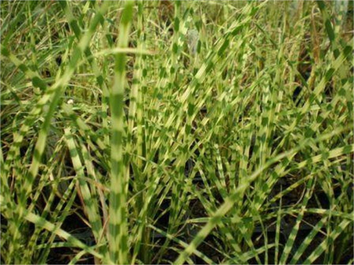Miscanthus sinensis Fil otu Çin kamışı fidesi