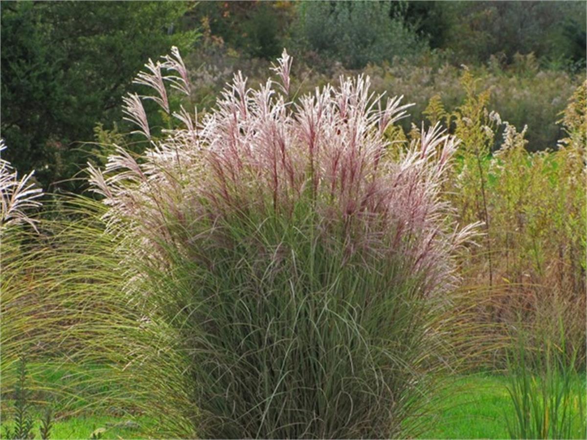 Miscanthus sinensis Morning light gümüş çin kamışı fil otu fidesi
