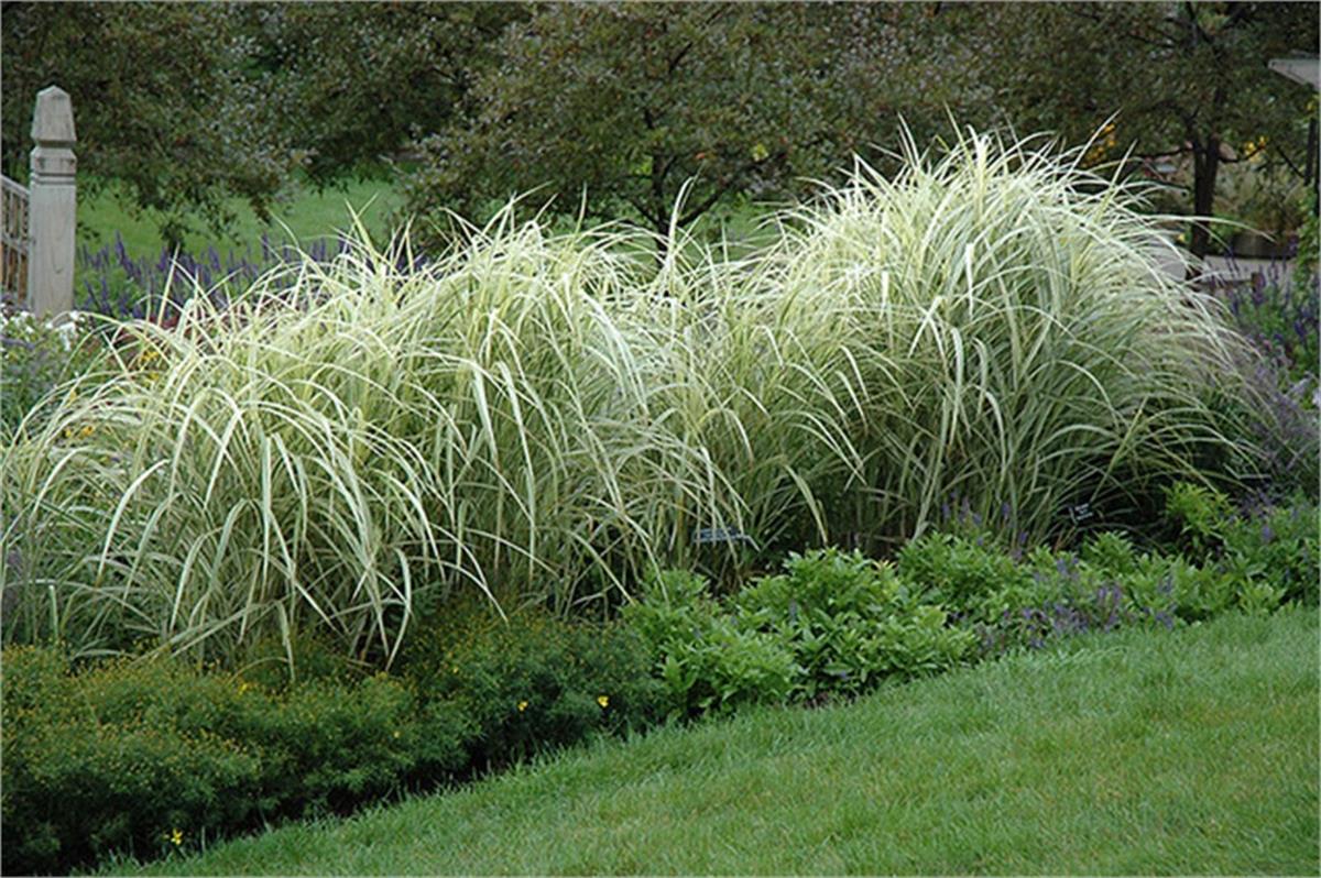 Miscanthus sinensis Variegatus gümüş çin kamışı fil otu fidesi