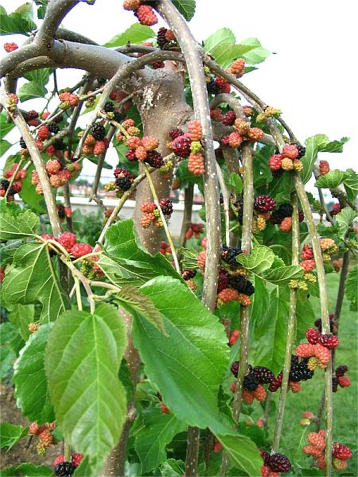 Morus nigra pendula Şemsiye Sarkık Ters Paraşüt Dut fidanı