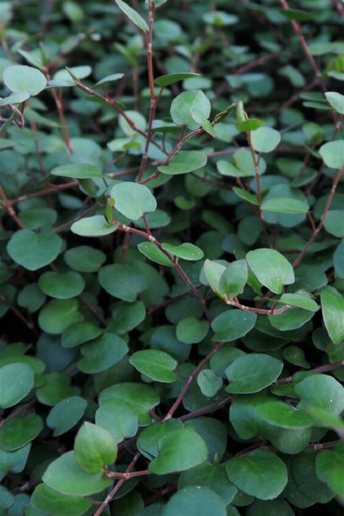 Muehlenbeckia top tel sarmaşığı complexa Sealand compact