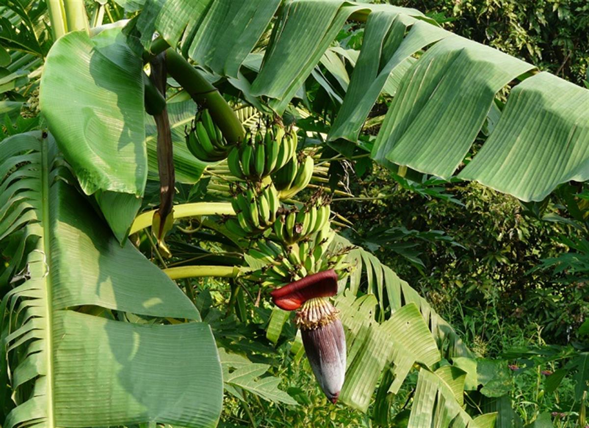 Musa paradisiaca Meyvesi Yenen Muz fidanı