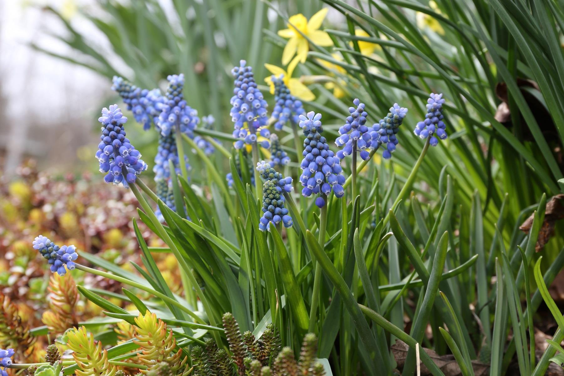 Muscari  Blue Magic Üzüm Sümbülü Dağ Sümbülü Soğanı