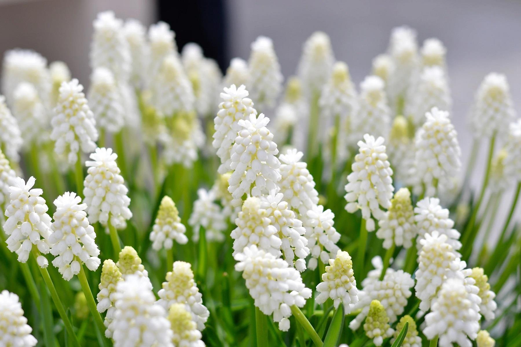 Muscari White Magic Üzüm Sümbülü Dağ Sümbülü Soğanı