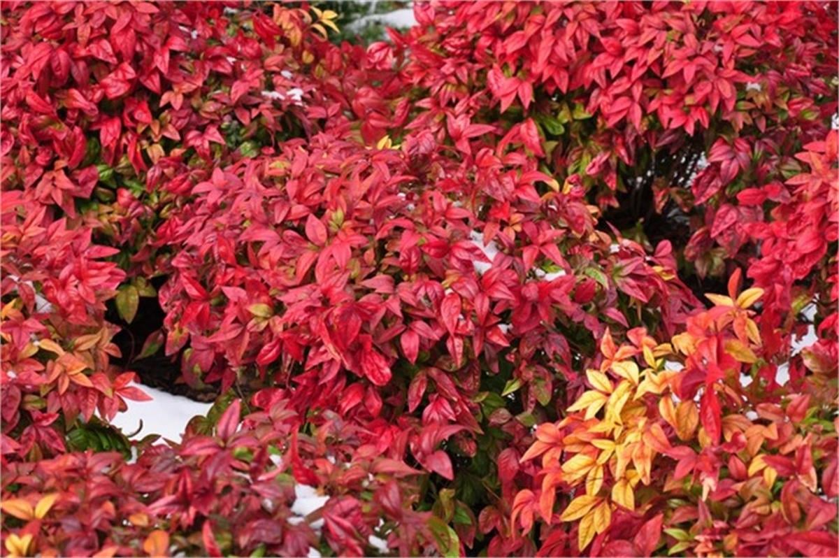 Nandina domestica Firepower Bodur Cennet Bambu fidanı