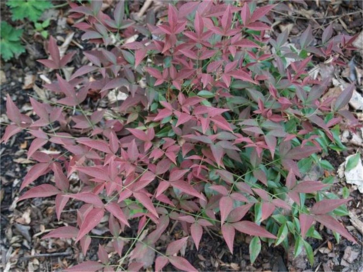 Nandina domestica Flirt murasaki Cennet Bambu fidanı