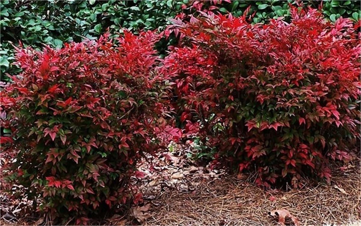 Nandina domestica Gulf stream Yarıbodur Cennet Bambu fidanı