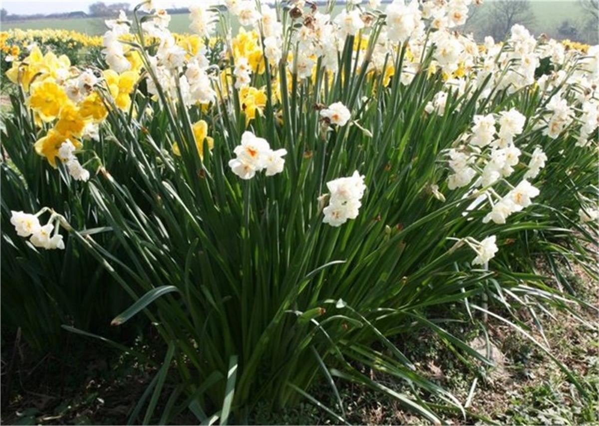 Narcissus Nergis Zerrin Nergiz Soğanı